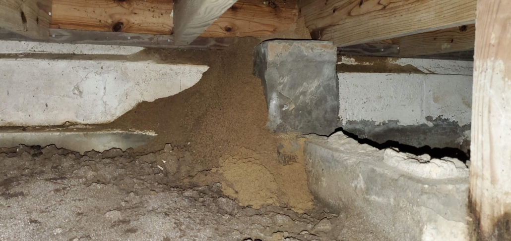 Large ant mound uncovered during a pest inspection