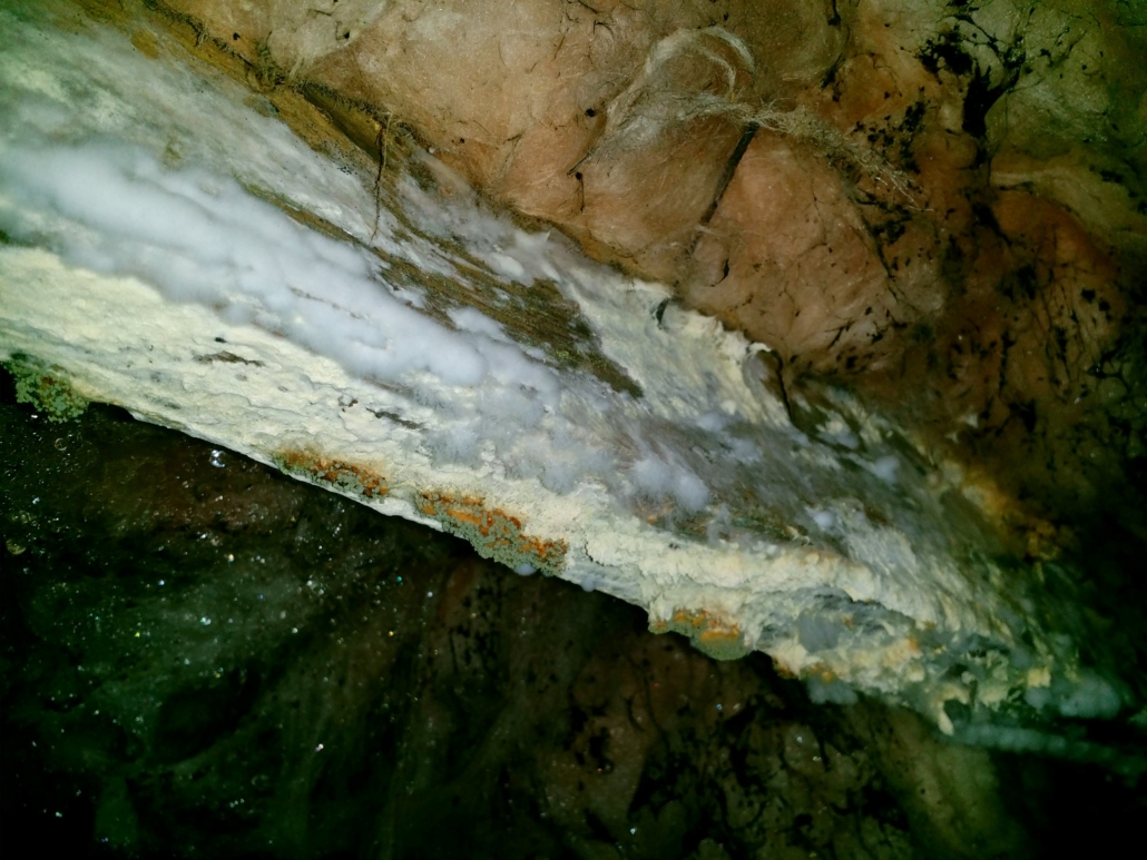 Close-up of heavy mold and wood deterioration on a support beam