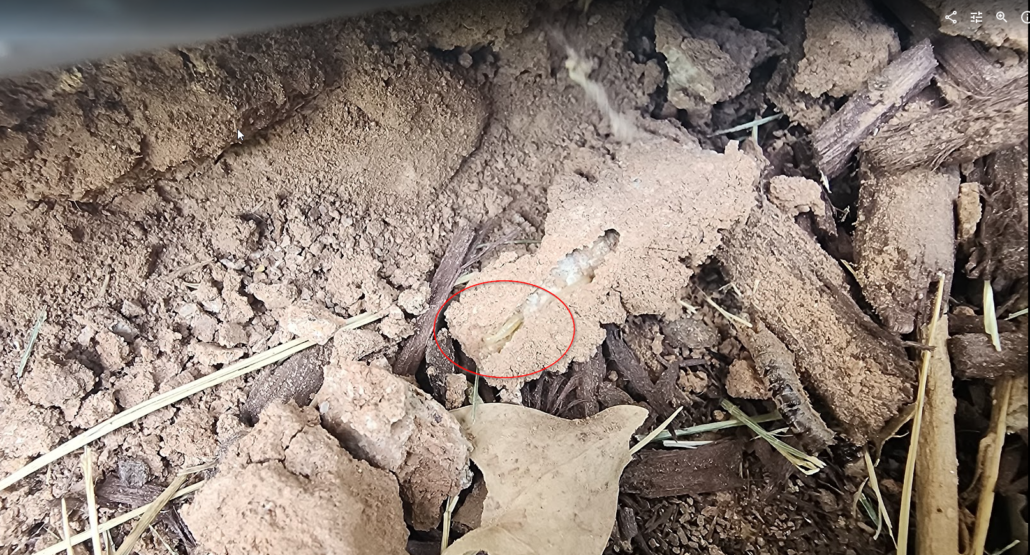 Close-up of a live termite found during a home inspection