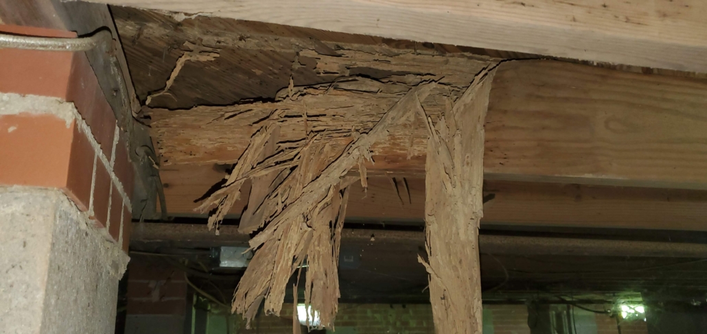 Major termite damage to wood structural framing