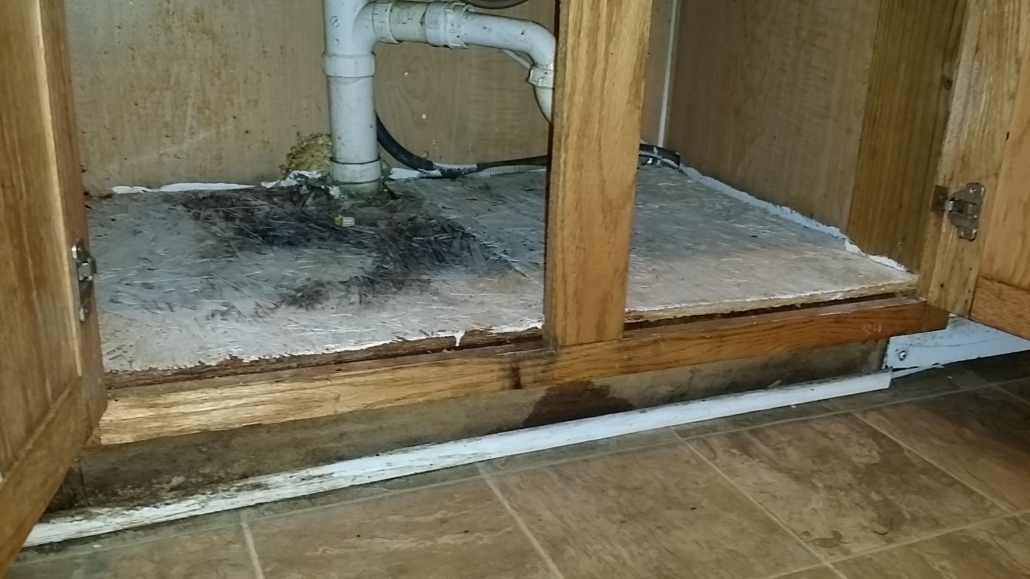 Mold growth in a cabinet under a kitchen sink