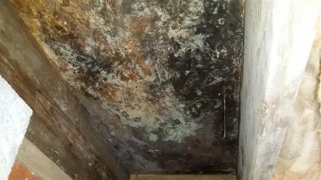 Mold growth along a wall and floor corner
