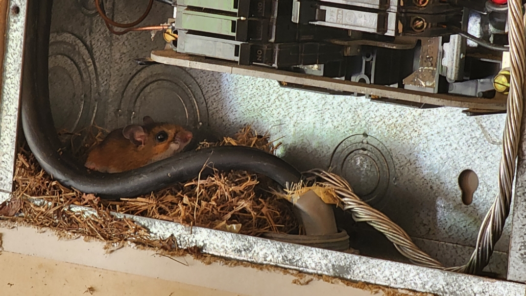 Mouse found behind an electrical panel during a pest inspection