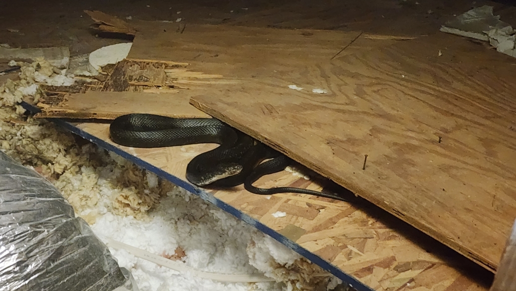 Snake found in a home attic during a pest inspection