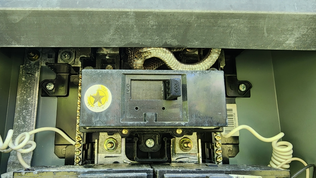 Snake found behind an electrical panel during a pest inspection