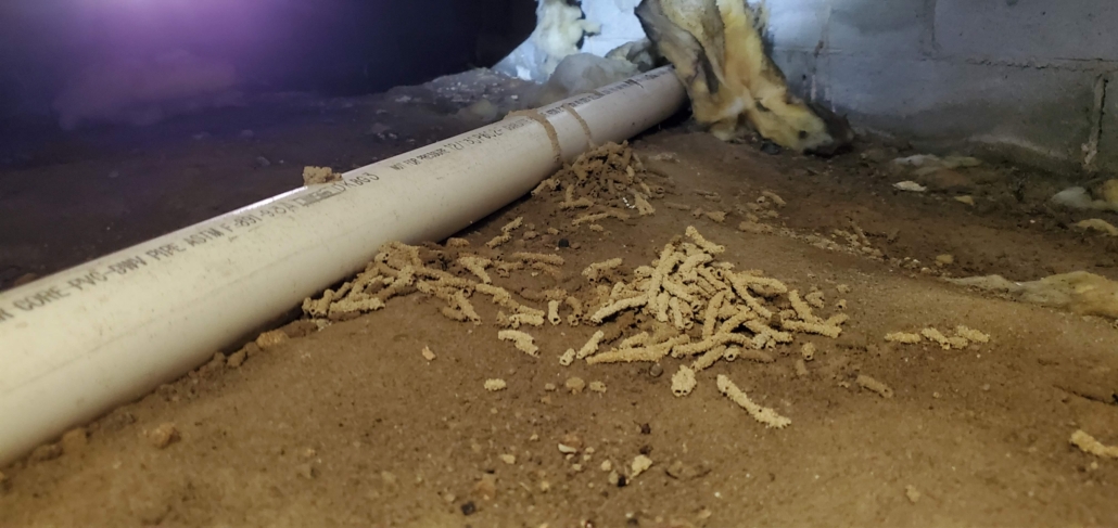 Termite shelter tubes on a ground in crawlspace